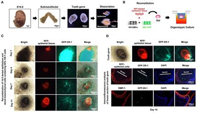 Investigate the Odontogenic Differentiation and Dentin–Pulp Tissue Regeneration Potential of Neural Crest Cells